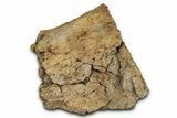 Dinosaur (Triceratops) Frill Shield Section - Montana #355177-1